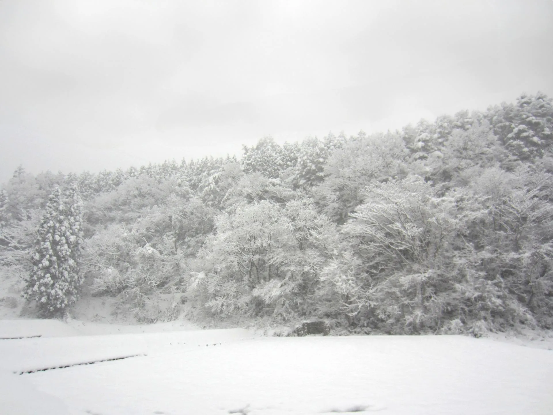 雪国の森林