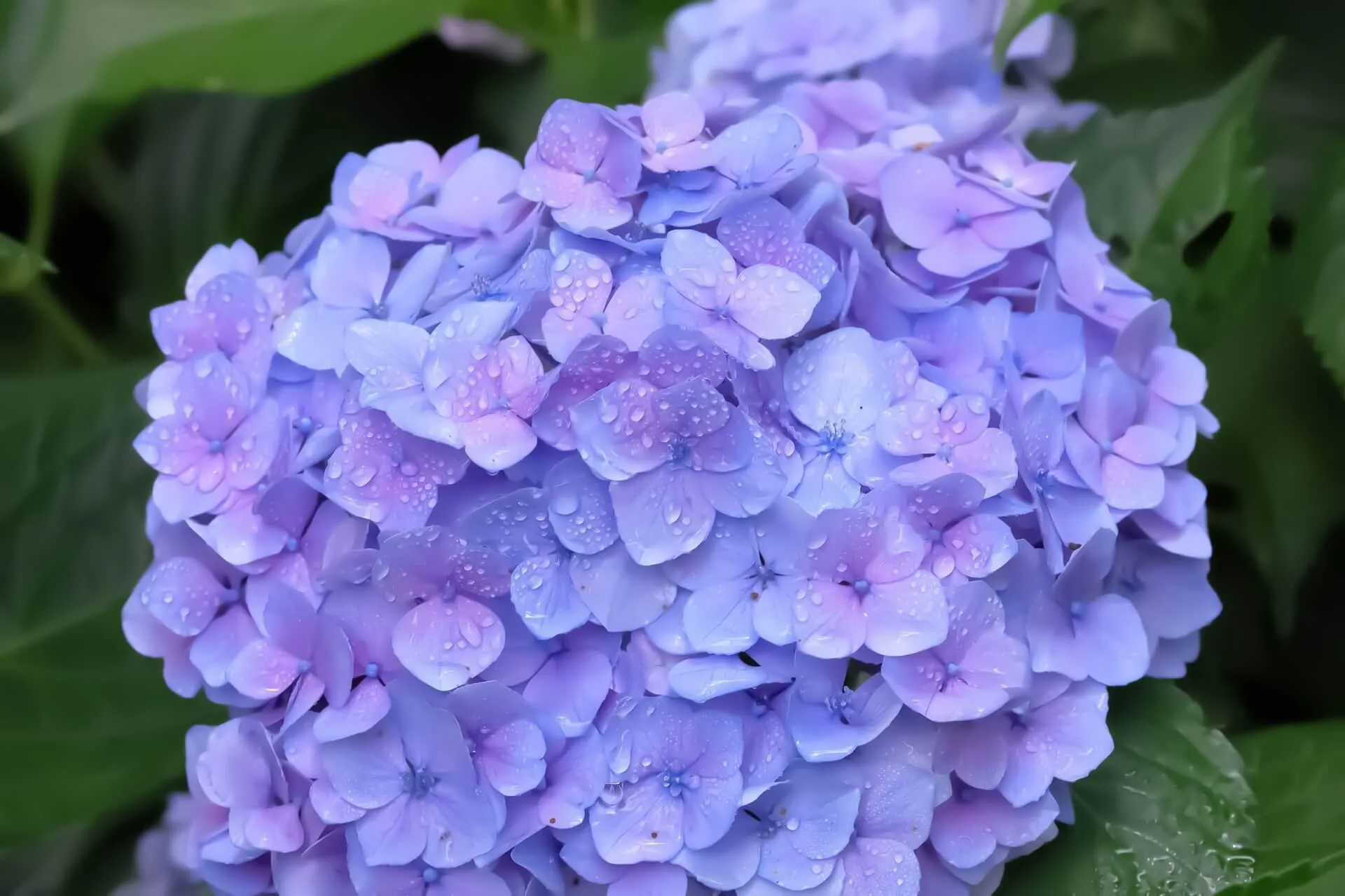 紫色の紫陽花